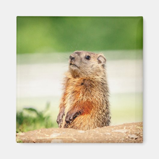 Young Groundhog Magneet (Voorkant)