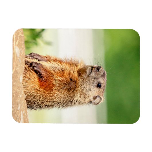Young Groundhog Magneet (Horizontaal)