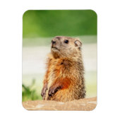 Young Groundhog Magneet (Verticaal)