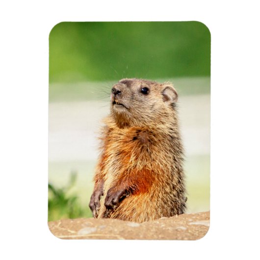 Young Groundhog Magneet (Verticaal)