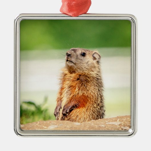 Young Groundhog Metalen Ornament (Voorkant)