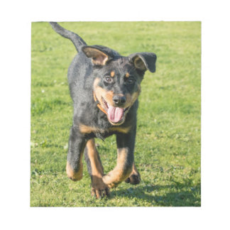 Young happy Beauceron sheepdog running in the gras Notitieblok