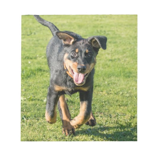 Young happy Beauceron sheepdog running in the gras Notitieblok (Voorkant)