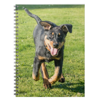 Young happy Beauceron sheepdog running in the gras Notitieboek