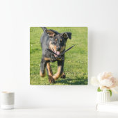 Young happy Beauceron sheepdog running in the gras Vierkante Klok (Huis)