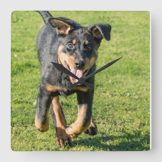 Young happy Beauceron sheepdog running in the gras Vierkante Klok (Voorkant)
