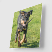 Young happy Beauceron sheepdog running in the gras Vierkante Klok (Hoek)