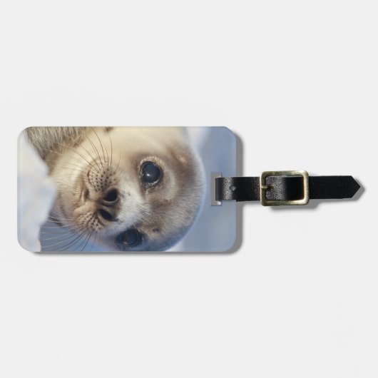 Young Harp Seal Bagagelabel (Voorkant horizontaal)