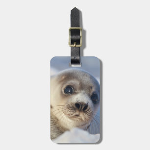Young Harp Seal Bagagelabel