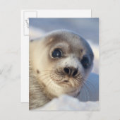 Young Harp Seal Briefkaart (Voorkant / Achterkant)