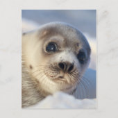 Young Harp Seal Briefkaart (Voorkant)