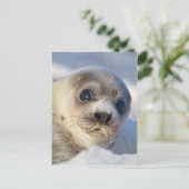 Young Harp Seal Briefkaart (Staand voorkant)