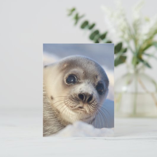 Young Harp Seal Briefkaart (Staand voorkant)