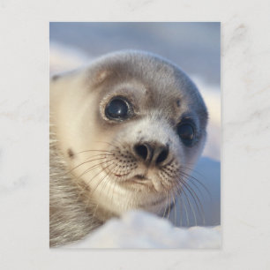 Young Harp Seal Briefkaart