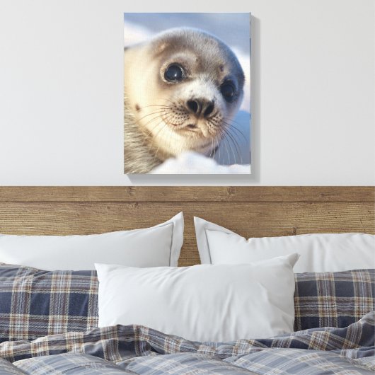 Young Harp Seal Canvas Afdruk (Insitu (Slaapkamer))