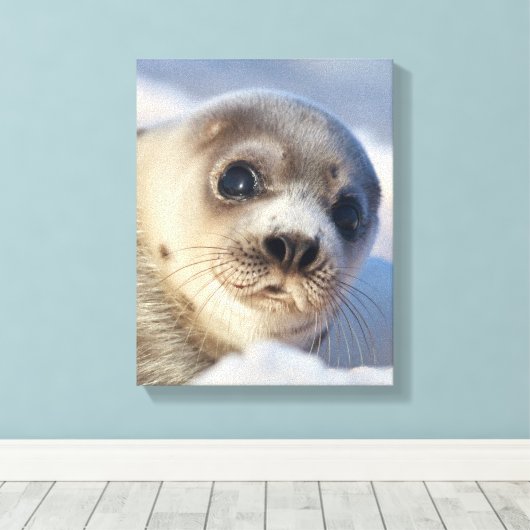 Young Harp Seal Canvas Afdruk (Insitu (Houten vloer))