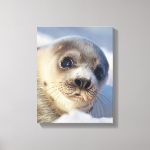 Young Harp Seal Canvas Afdruk