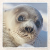 Young Harp Seal Glazen Onderzetter (Voorkant)