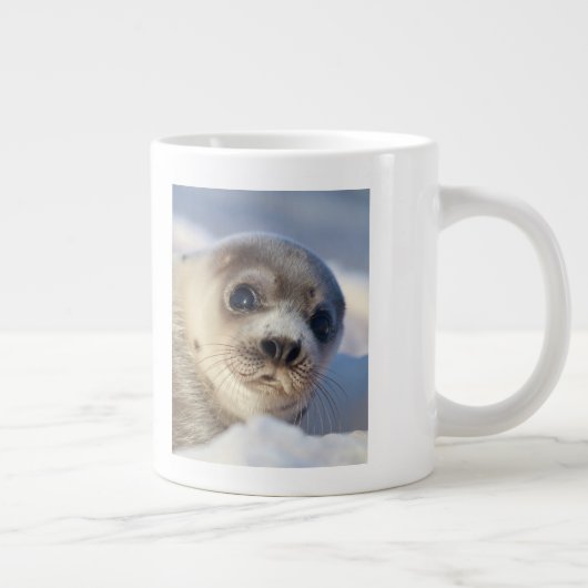 Young Harp Seal Grote Koffiekop (Rechts)