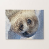 Young Harp Seal Legpuzzel (Horizontaal)