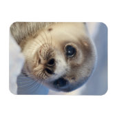 Young Harp Seal Magneet (Horizontaal)