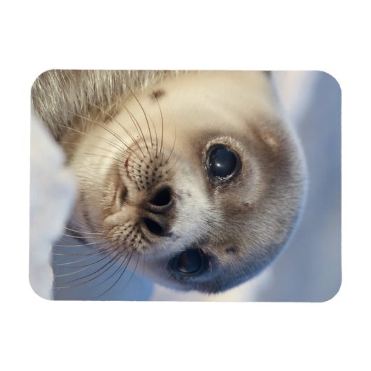 Young Harp Seal Magneet (Horizontaal)