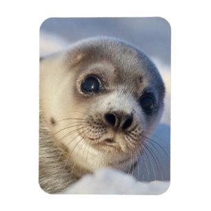 Young Harp Seal Magneet
