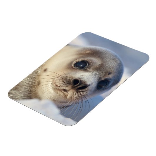 Young Harp Seal Magneet (Linkerzijde)