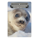 Young Harp Seal Mini Klembord (Voorkant)