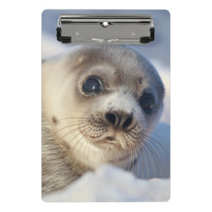 Young Harp Seal Mini Klembord