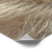 Young Harp Seal Poster (Hoek)