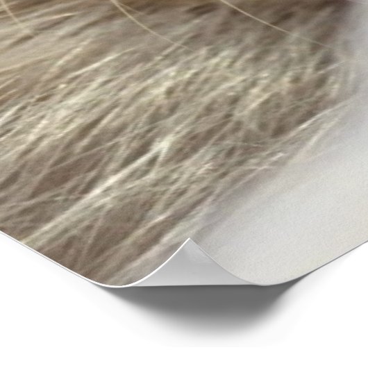 Young Harp Seal Poster (Hoek)