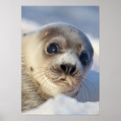 Young Harp Seal Poster (Voorkant)
