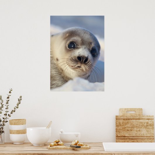 Young Harp Seal Poster (Keuken)