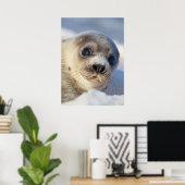 Young Harp Seal Poster (Thuiskantoor)