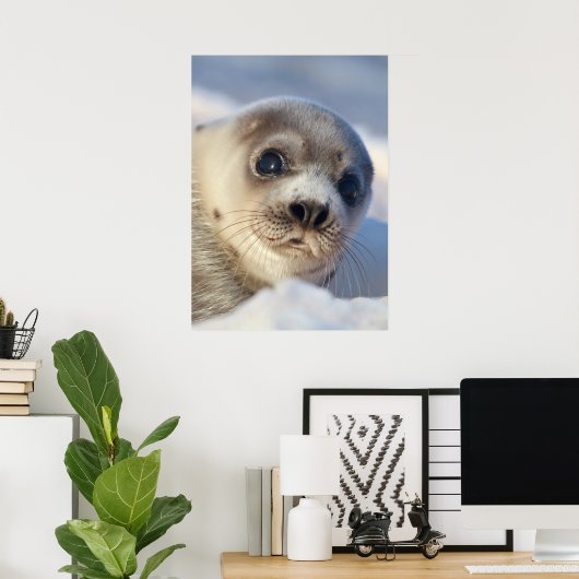 Young Harp Seal Poster (Thuiskantoor)