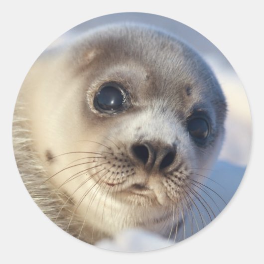 Young Harp Seal Ronde Sticker (Voorkant)
