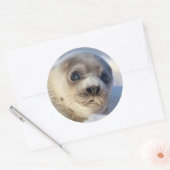 Young Harp Seal Ronde Sticker (Envelop)