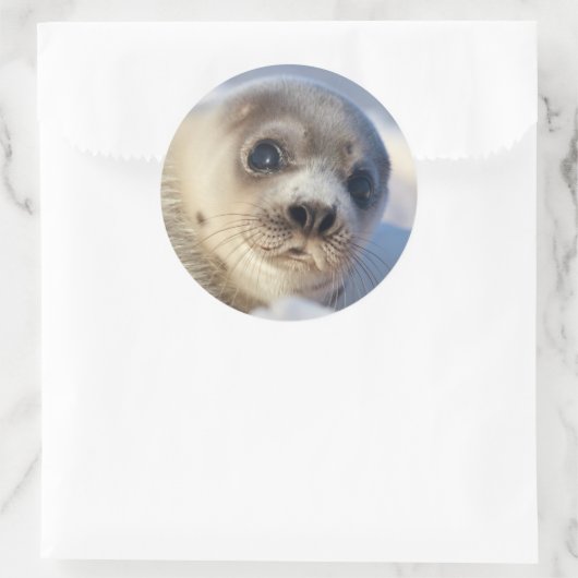 Young Harp Seal Ronde Sticker (Tas)