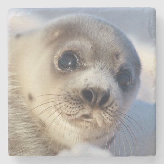 Young Harp Seal Stenen Onderzetter (Voorkant)