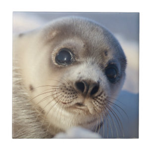 Young Harp Seal Tegeltje
