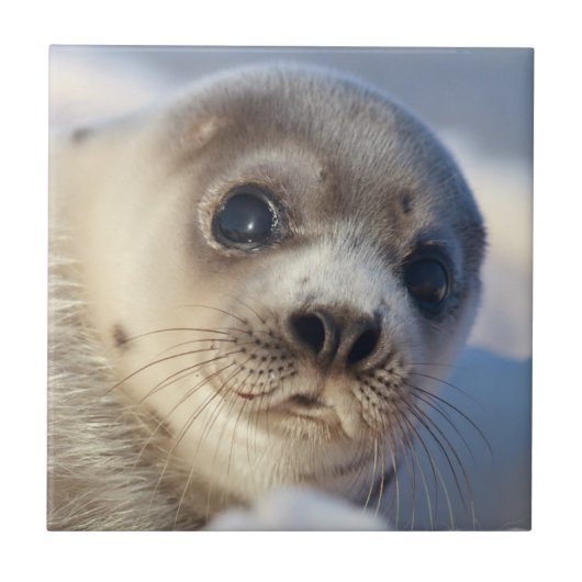 Young Harp Seal Tegeltje (Voorkant)