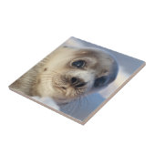 Young Harp Seal Tegeltje (Zijkant)