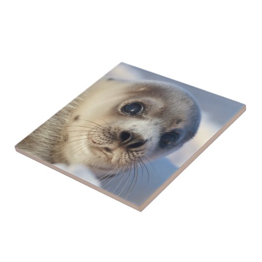 Young Harp Seal Tegeltje (Zijkant)