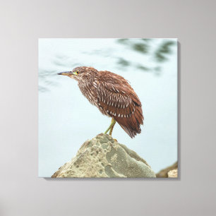 Young Heron Canvas Afdruk