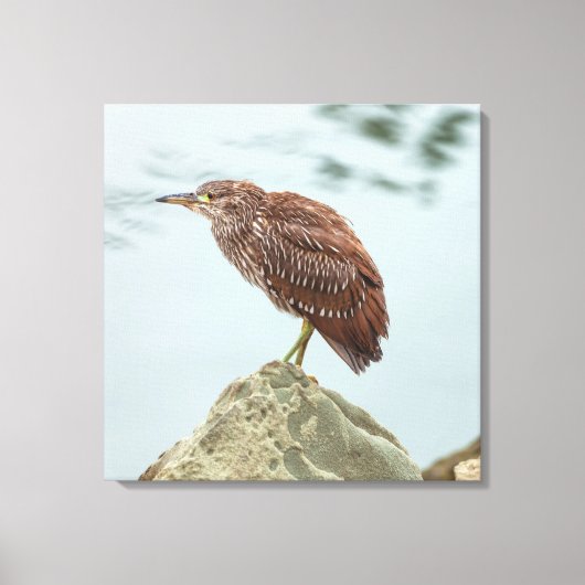 Young Heron Canvas Afdruk (Voorkant)