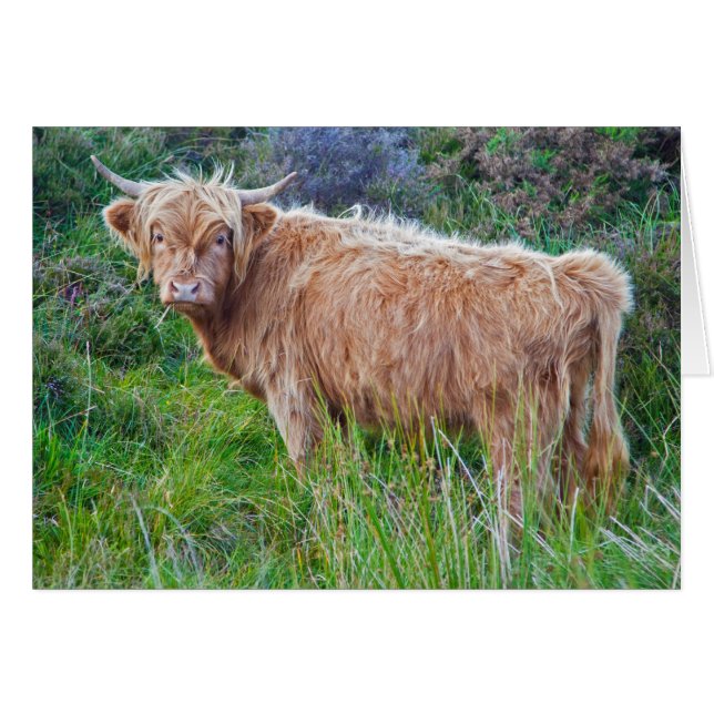 Young Highland Cow Card (Voorkant Horizontaal)