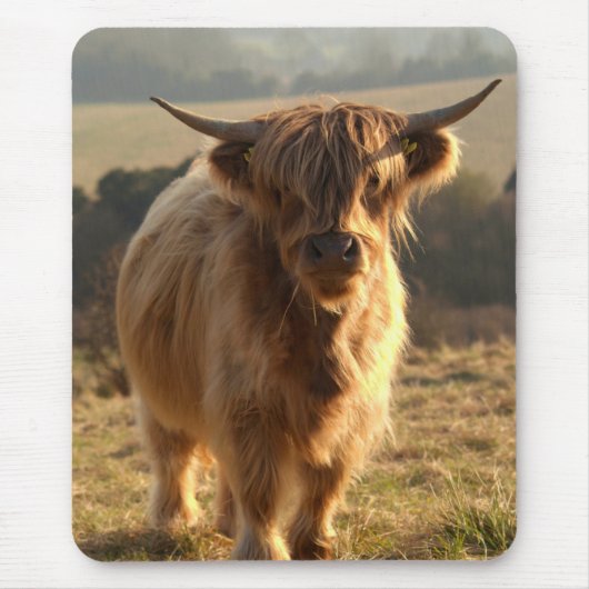 Young Highland Cow Muismat (Voorkant)