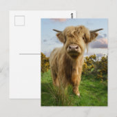 Young Highland Koe Briefkaart (Voorkant / Achterkant)