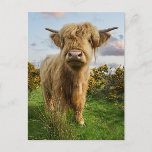 Young Highland Koe Briefkaart (Voorkant)